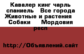 Кавалер кинг чарль спаниель - Все города Животные и растения » Собаки   . Мордовия респ.